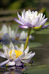 水面に咲く花