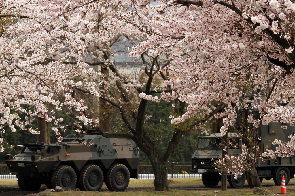 桜の中の静けさ