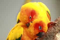 掛川花鳥園　その２　きもちいい♪