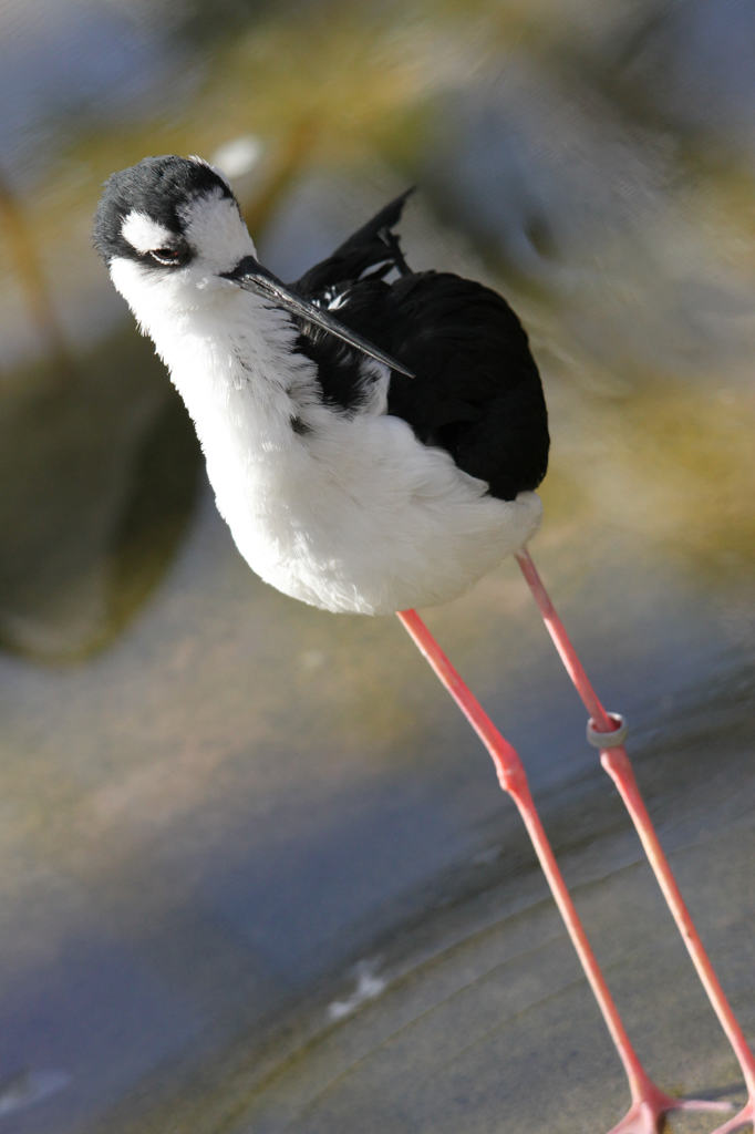 掛川花鳥園 その６ 凛