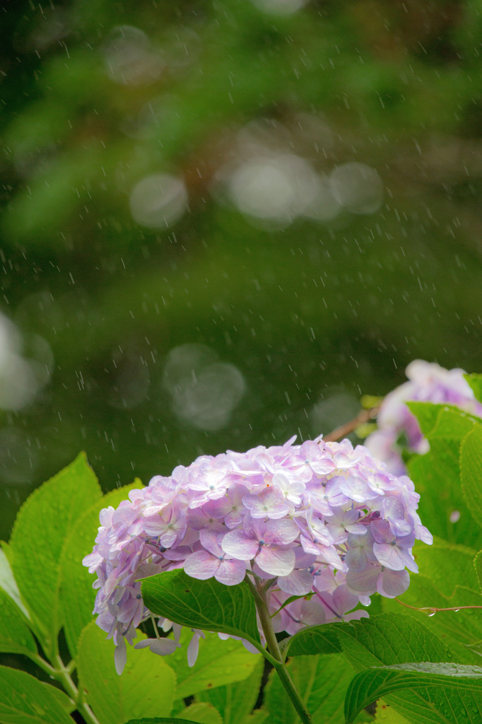 雨雫