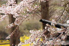 桜と菜の花と“ヒトマルの砲身”