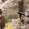 桜と菜の花と“ヒトマルの砲身”