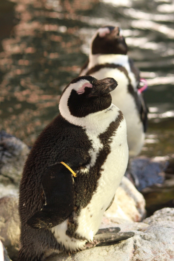 掛川花鳥園 その１０ ね、眠いっす