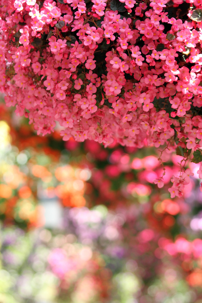 被写界深度のお勉強