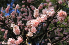 花金