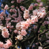 花金