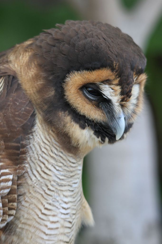 掛川花鳥園 その１１ 哀愁漂う