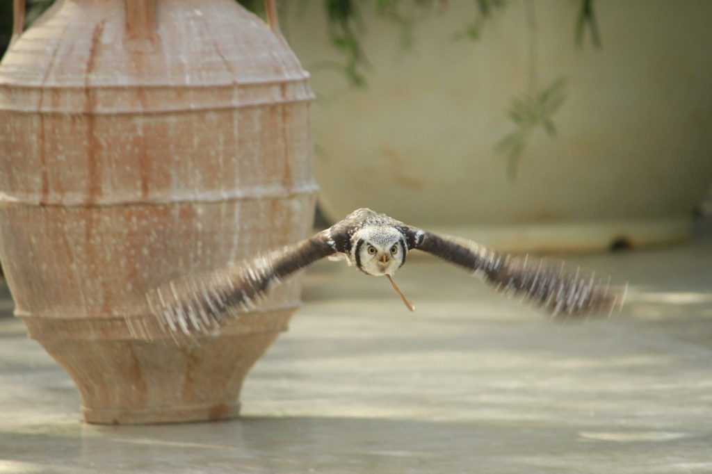 掛川花鳥園 その７ はばたけ！！