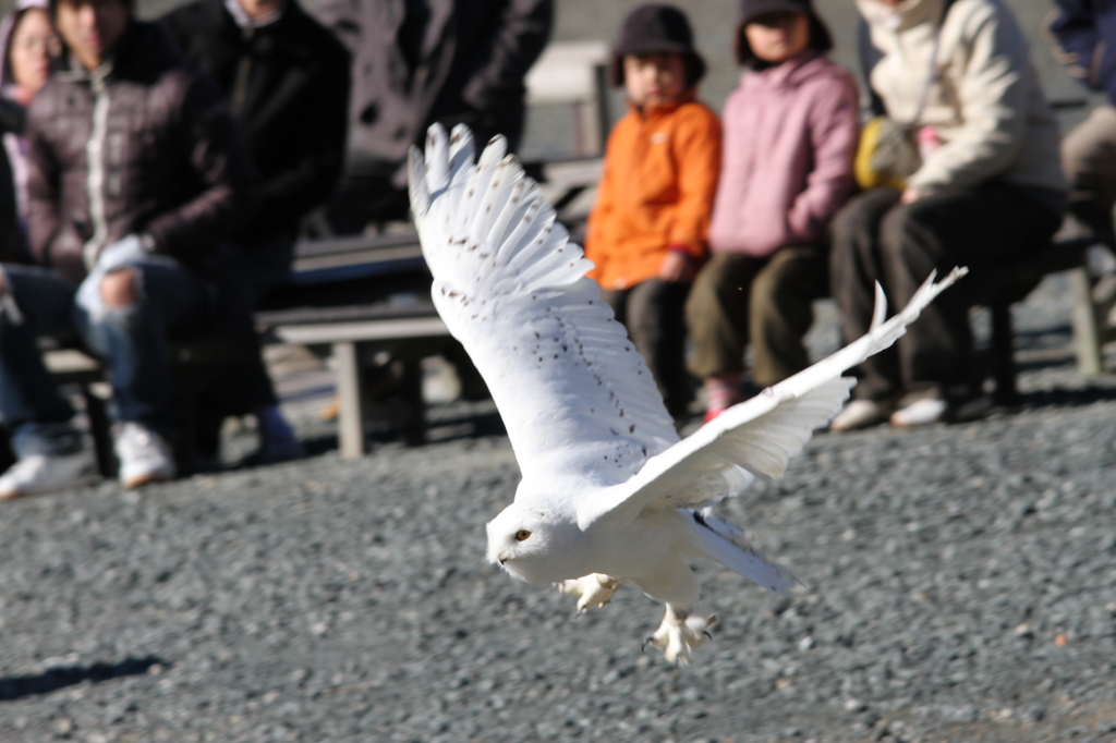 掛川花鳥園　その１