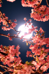 満月桜