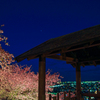 桜と櫓と街灯り