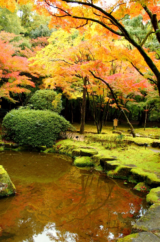 聚遠亭の紅葉④