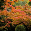 聚遠亭の紅葉②