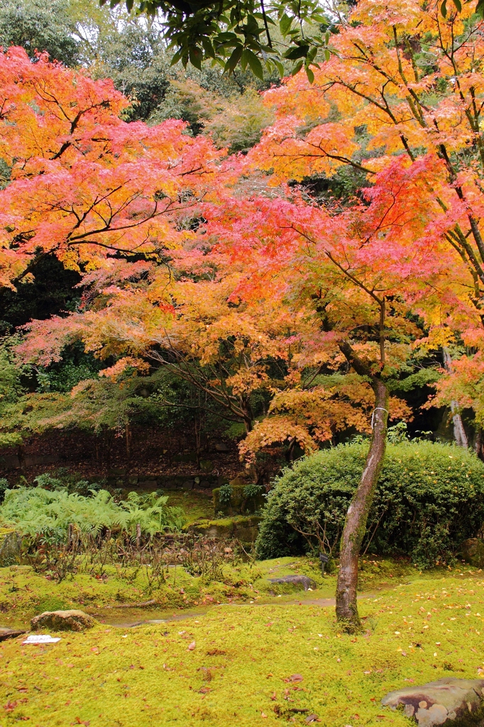 聚遠亭の紅葉③