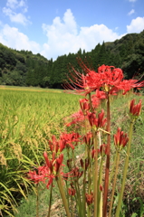 初秋の色