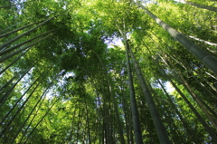 竹林