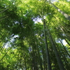竹林