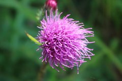 紫の花