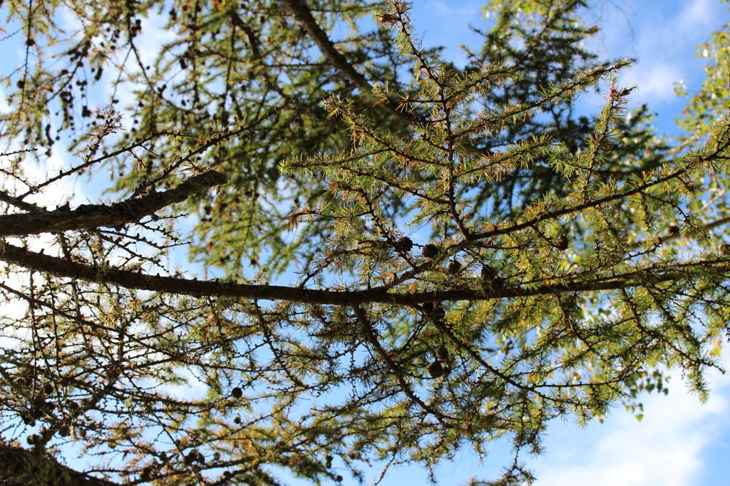tree