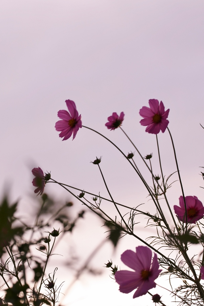 風に揺れる秋桜