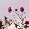 風に揺れる秋桜