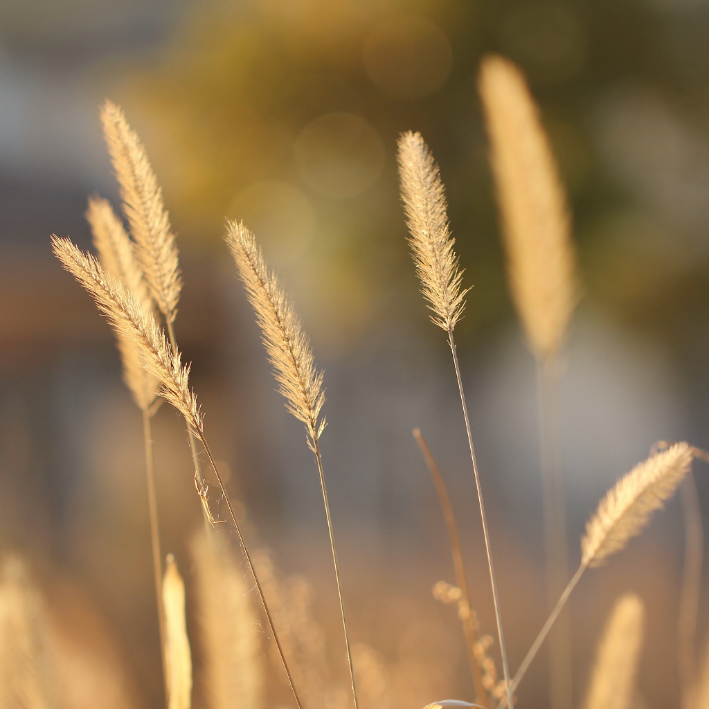 暖かい日差しに揺れて