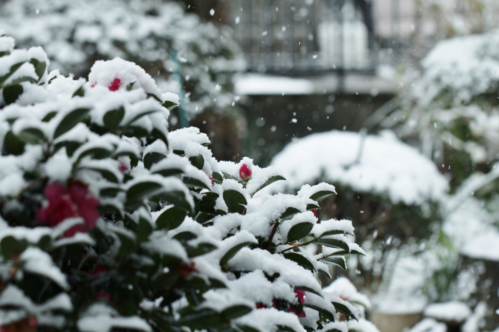 雪と山茶花　１