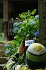 紫陽花寺の山門