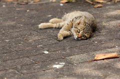 子猫、あそび（葉っぱ）