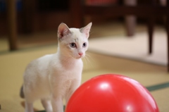 子猫