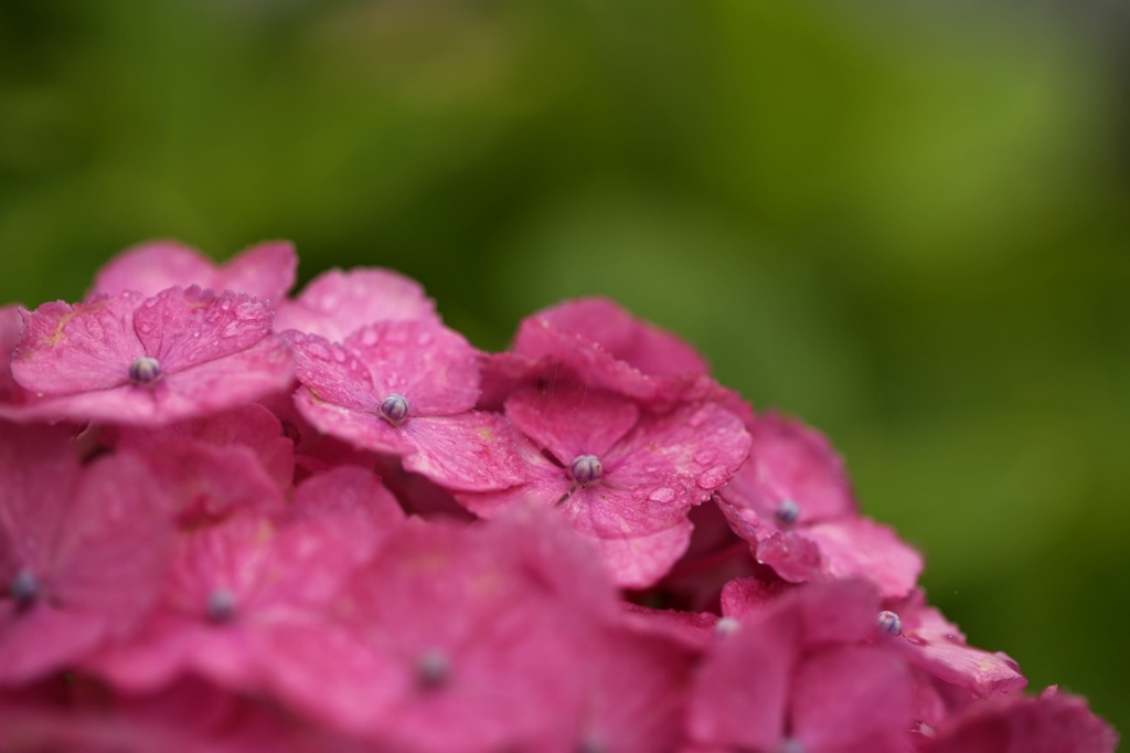 紫陽花を楽しむ　２