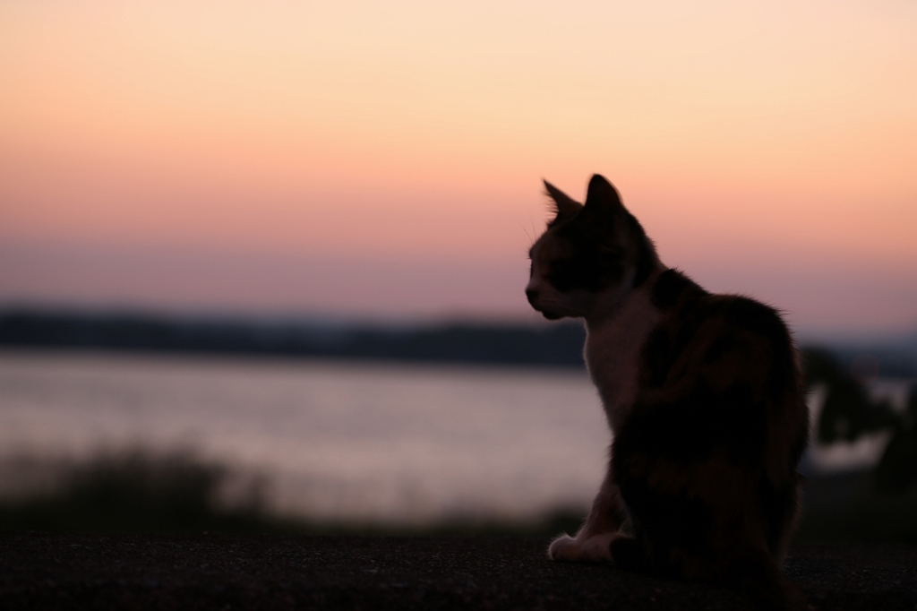 夕暮れの猫