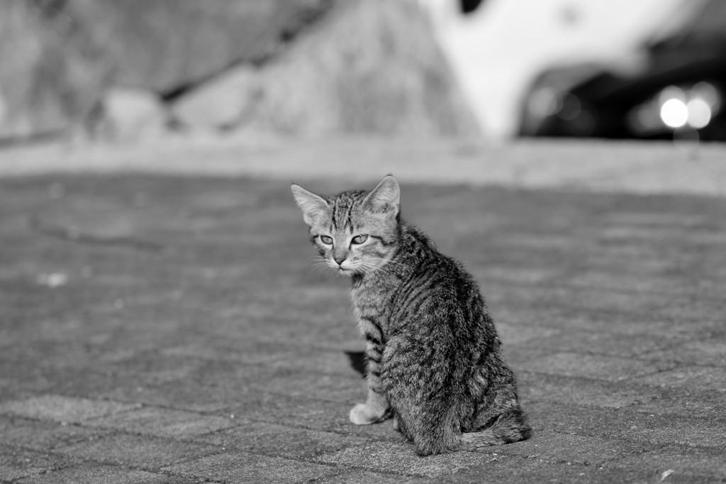 子猫