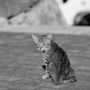 子猫