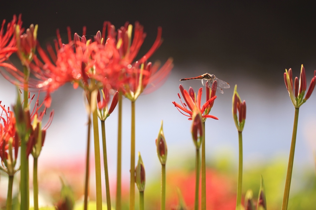 彼岸の花　２