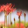 彼岸の花　２