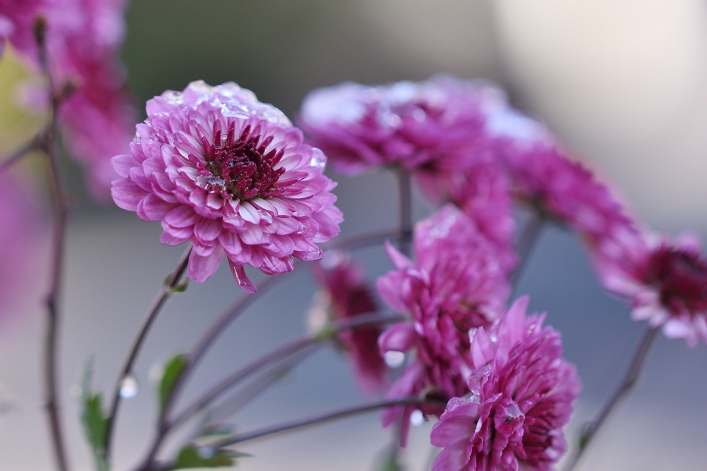 雪の日の菊