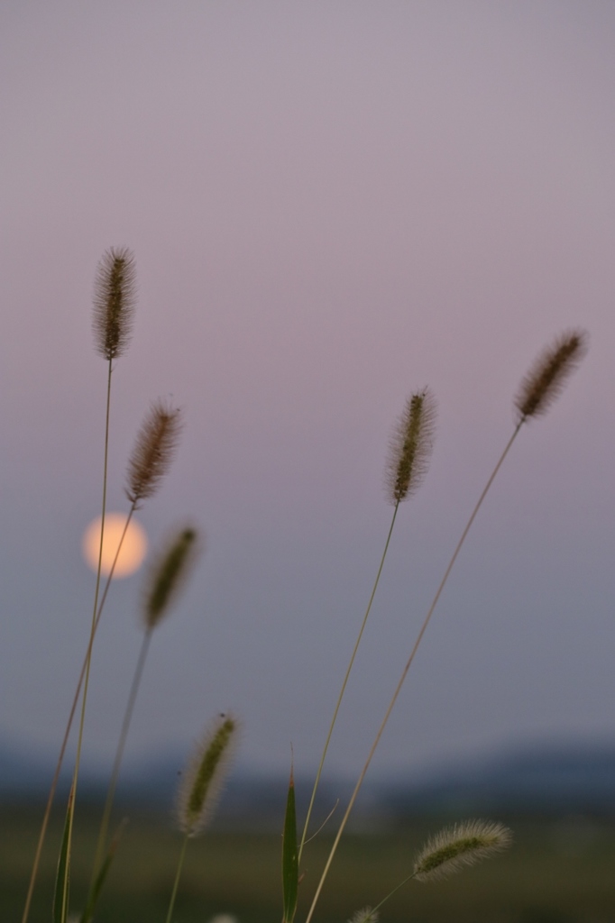 月夜の始まり