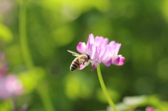 レンゲ、蜂・・・
