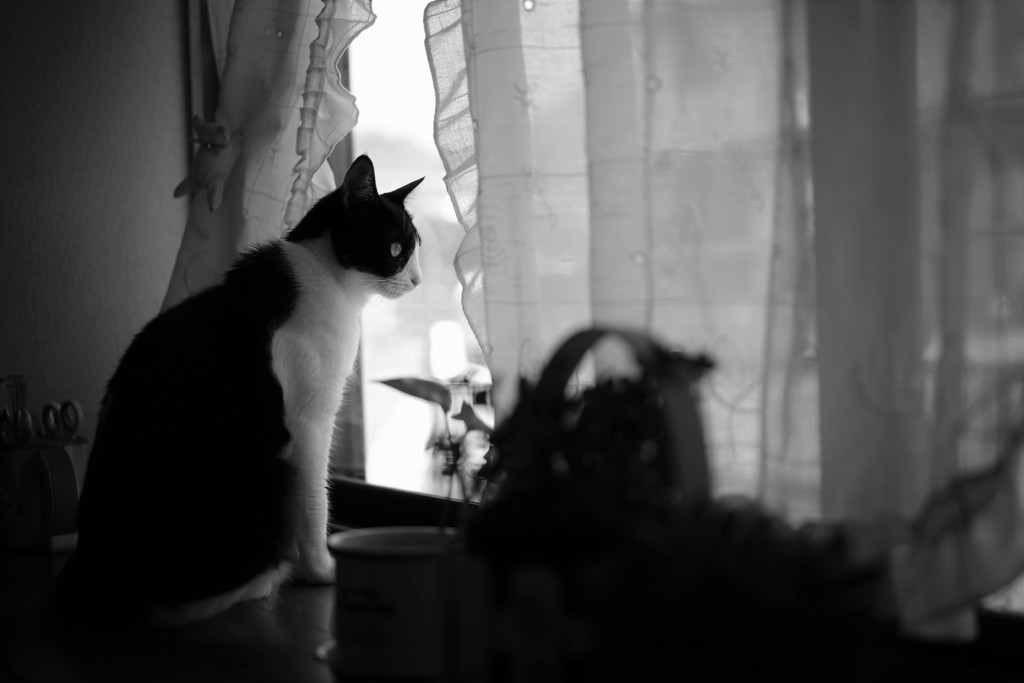 窓