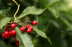 手を伸ばせば、三月