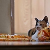 猫の視点 5