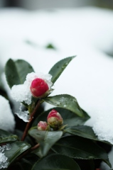 雪と山茶花　２