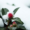 雪と山茶花　２