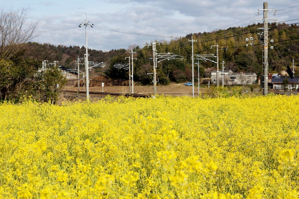 山陽本線と菜の花畑