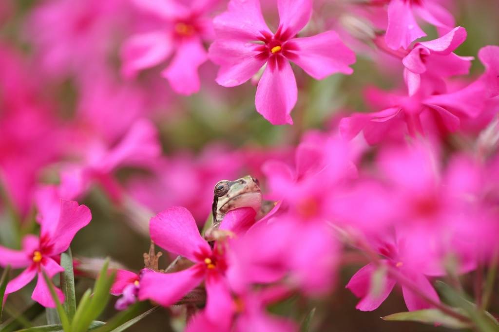 花のベッド