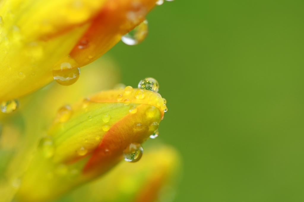 春の雨　２