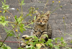 子猫