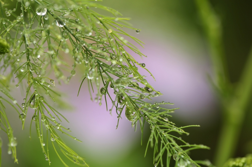 梅雨の庭から